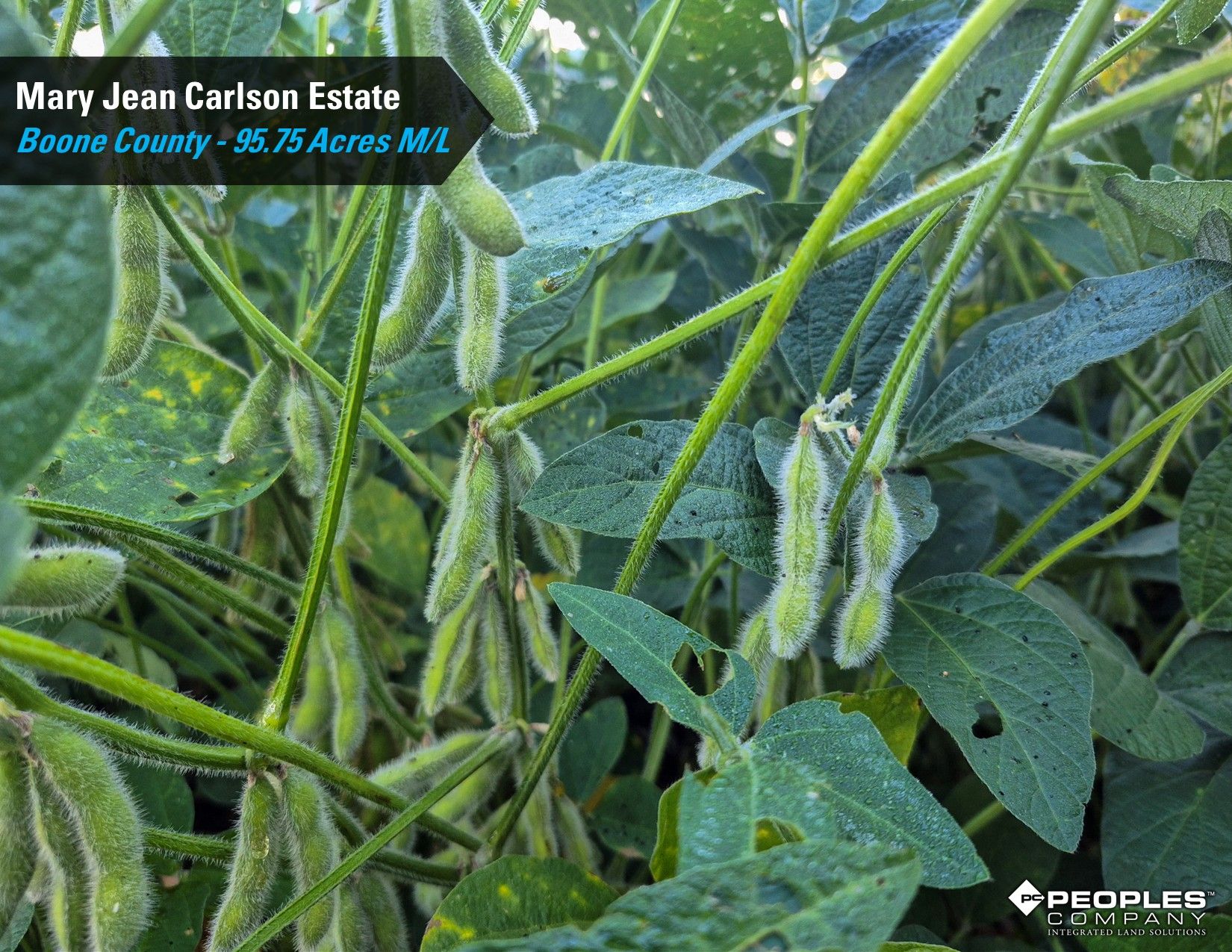 Listing Photo: Boone-County-IA-Land-Auction-95.75-Acres-Ogden-Carlson-Estate (13)